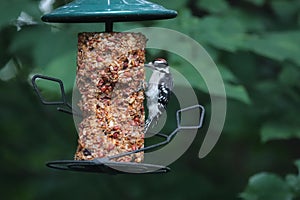 Downy Woodpecker Dryobates pubescens 13