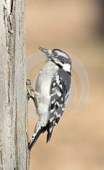 Downy woodpecker Dryobates pubescens