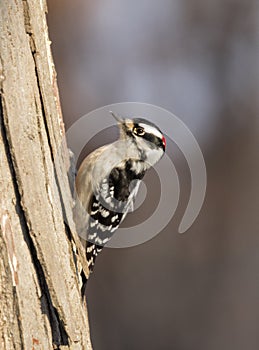 Downy woodpecker Dryobates pubescens