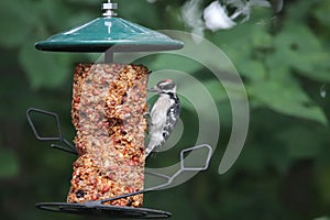 Downy Woodpecker Dryobates pubescens 15