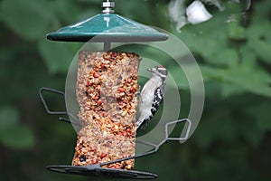 Downy Woodpecker Dryobates pubescens 16