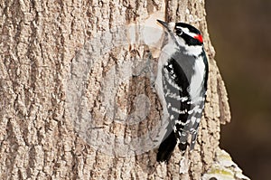 Downy Woodpecker - Dryobates pubescens