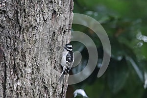 Downy Woodpecker Dryobates pubescens 20