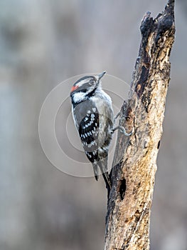 Downy woodpecker,Dryobates pubescens