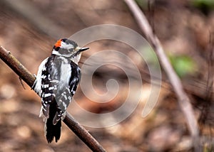 Downy Woodpecker (Dryobates pubescens) in Central Park, New York City