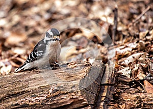 Downy Woodpecker (Dryobates pubescens) in Central Park, New York City