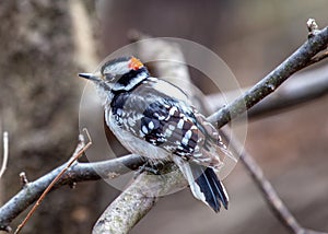 Downy Woodpecker (Dryobates pubescens) in Central Park, New York City