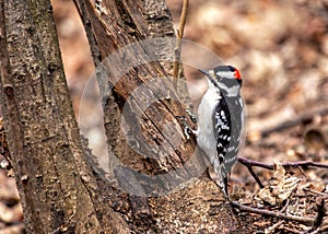 Downy Woodpecker (Dryobates pubescens) in Central Park, New York City