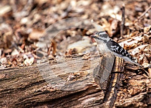 Downy Woodpecker (Dryobates pubescens) in Central Park, New York City