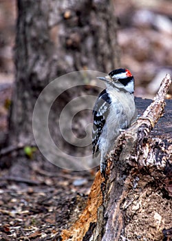 Downy Woodpecker (Dryobates pubescens) in Central Park, New York City