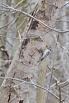 Downy woodpecker (Dryobates pubescens) foraging on tree trunk