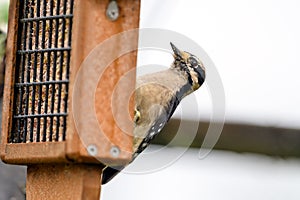 Downy woodpecker (Dryobates pubescens) picking from a bird feeder