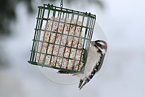 Downy Woodpecker Eating Suet Cake