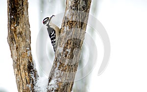 Downy Woodpecker eating a sunflower seed.
