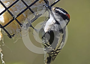 Downy Woodpecker at Feeder