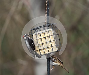 Downy Woodpecker feeding on a bird feeder photo
