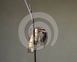 Downy woodpecker feeding on a bird feeder photo