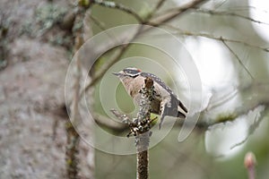 Downy Woodpecker feeding in forest