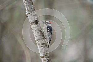 Downy Woodpecker feeding in forest