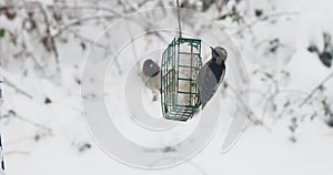 Downy woodpecker feeding on a suet from feeder