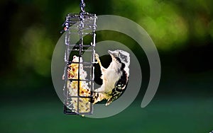 Downy Woodpecker female enjoying suet in Michigan