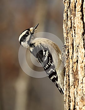 Downy Woodpecker