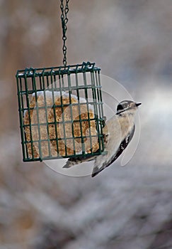 Downy Woodpecker Hanging On