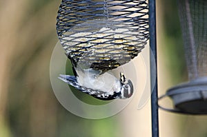 Downy Woodpecker hanging from suet bird feeder, Athens Georgia USA