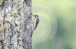 Downy Woodpecker on lichen covered Chestnut Oak, Smoky Mountains