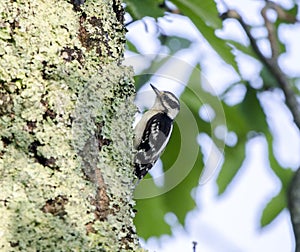 Downy Woodpecker on lichen covered Chestnut Oak, Smoky Mountains