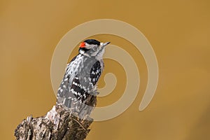 Downy woodpecker on a limb