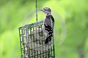 Downy Woodpecker