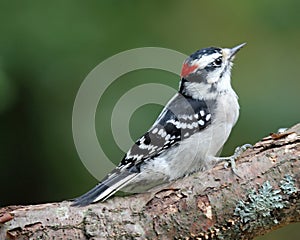 Downy Woodpecker