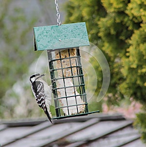 Downy Woodpecker Perched on Green Bird Feeder