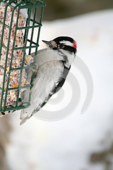Downy Woodpecker Perched on Suet Feeder photo