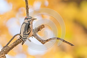 Downy woodpecker perched on a tree branch with fall color leaves of orange, green, and yellow in the bokeh blurry background - tak