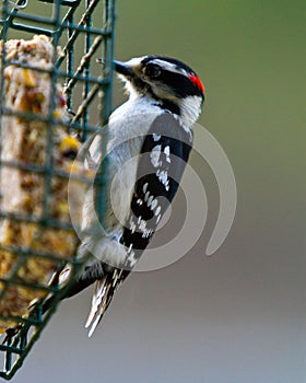 Downy woodpecker picking at suet