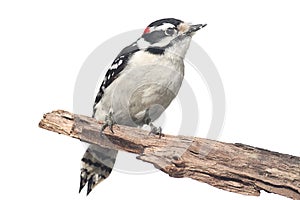 Downy Woodpecker Picoides pubescens