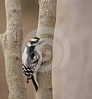 Downy Woodpecker (Picoides pubescens)