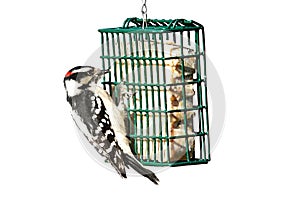 Downy Woodpecker (Picoides pubescens)