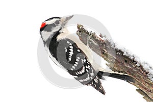 Downy Woodpecker (Picoides pubescens)