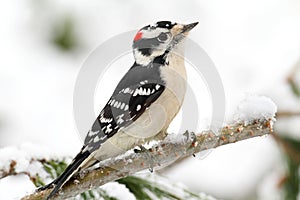 Downy Woodpecker (picoides pubescens)