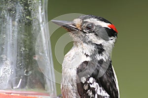 Downy Woodpecker (Picoides pubescens)