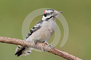 Downy Woodpecker (Picoides pubescens)