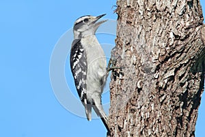 Downy Woodpecker (Picoides pubescens)