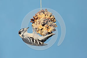 Downy Woodpecker (Picoides pubescens)