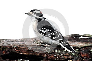 Downy Woodpecker (Picoides pubescens)