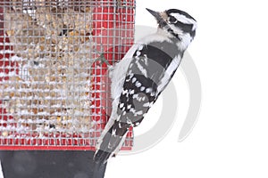 Downy Woodpecker Picoides pubescens