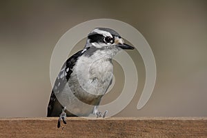 Downy Woodpecker (Picoides pubescens)