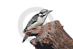 Downy Woodpecker & x28;Picoides pubescens& x29;